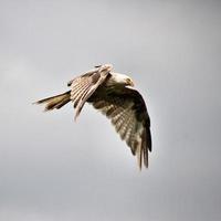 Nahaufnahme eines Rotmilans im Flug auf der Gigrin Farm in Wales foto