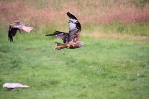 Nahaufnahme eines Rotmilans im Flug auf der Gigrin Farm in Wales foto