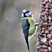 Blick auf eine Blaumeise foto