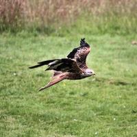 Nahaufnahme eines Rotmilans im Flug auf der Gigrin Farm in Wales foto