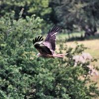 Nahaufnahme eines Rotmilans im Flug auf der Gigrin Farm in Wales foto