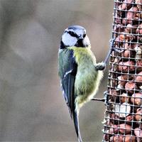 Blick auf eine Blaumeise foto