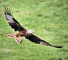 Nahaufnahme eines Rotmilans im Flug auf der Gigrin Farm in Wales foto