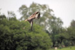 Nahaufnahme eines Rotmilans im Flug auf der Gigrin Farm in Wales foto