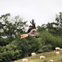 Nahaufnahme eines Rotmilans im Flug auf der Gigrin Farm in Wales foto