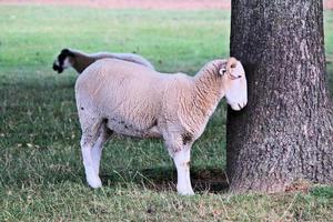 eine Nahaufnahme von einem Schaf in der Landschaft von Cheshire foto