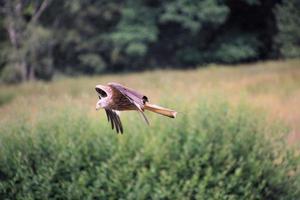 Nahaufnahme eines Rotmilans im Flug auf der Gigrin Farm in Wales foto