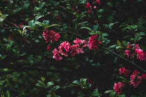 chaenomeles speciosa - chinesischer Quittenbusch, der im Garten blüht, dunkler, zurückhaltender Naturhintergrund foto