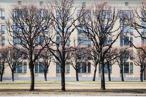 Bäume im frühen Frühling in der Stadtstraße, keine Menschen foto