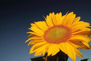 Blick auf das Sonnenblumenfeld foto