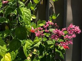 tropische Blüten im Garten foto