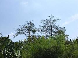 Kapuk-Baum isoliert mit blauem Himmel foto