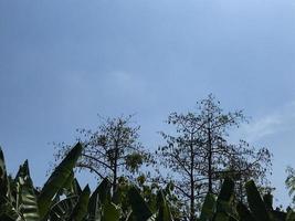 Kapuk-Baum isoliert mit blauem Himmel foto