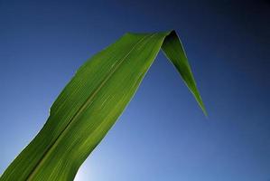 grünes Blatt mit blauem Himmel im Hintergrund foto