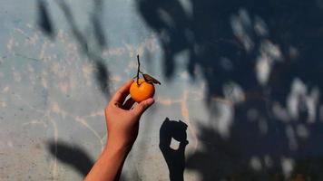 hände, die mandarinenorangen gegen wand- und blattschattenhintergrund halten foto