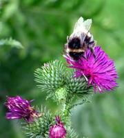 Hummel auf einer Distel foto