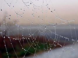 Nahaufnahme eines Spinnennetzes mit Tautropfen foto