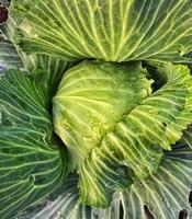 leckerer und gesunder Weißkohl. Sicht von oben. gesundes Essen. schöner Hintergrund foto