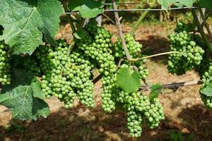 Traube im Weinberg foto