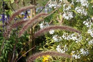 bunte Sommerblumen foto