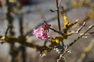 Blume auf einem Baum foto