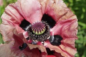 Nahaufnahme einer Mohnblume foto