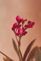 rosa Blumen Nahaufnahmefoto foto