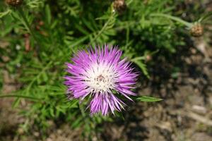 lila Kornblume im Park foto