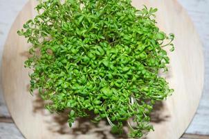 Microgreens in einem Topf wachsen, das Konzept der gesunden Ernährung foto