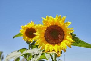 Sonnenblumen im Feld foto