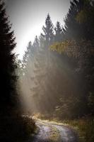 Sonnenlicht auf einer Straße durch einen Wald foto