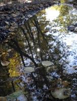 Pfütze in einem Wald mit reflektierten Bäumen foto