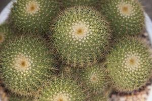 kleiner, natürlich wachsender grüner Kaktus mit stacheligen Dornen, der in trockenen Wüsten wächst, und seine schönen, mit Kieselsteinen gemusterten Stämme werden von Landwirten zum Verkauf in der Landwirtschaft und für Baumliebhaber angebaut. foto