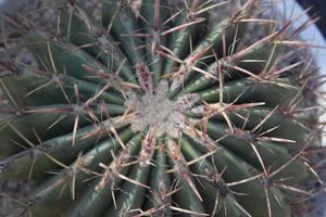 kleiner, natürlich wachsender grüner Kaktus mit stacheligen Dornen, der in trockenen Wüsten wächst, und seine schönen, mit Kieselsteinen gemusterten Stämme werden von Landwirten zum Verkauf in der Landwirtschaft und für Baumliebhaber angebaut. foto