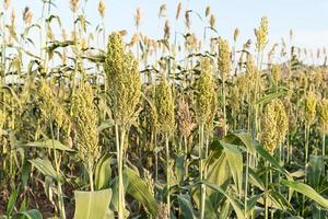 Sorghum- oder Hirsefeld foto