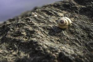 Schnecke auf einem Felsen foto