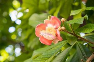 Shorea robusta Couroupita Guianensis auf dem Baum foto