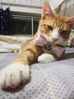 Orange gestromte Katze, die sich auf das Bett legt und in die Kamera schaut foto