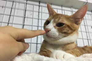 orange gestromte Katze, die sich hinlegt und zur Hand schaut foto