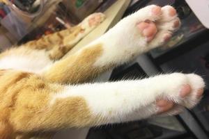 orange getigerte Ingwerkatze im Liegen, Katzenfuß. Kätzchen Pfoten foto