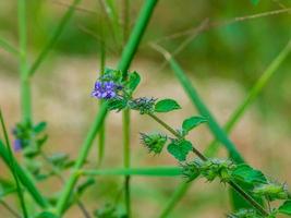 hyptis-blume, violette hyptis-blume, gras, kräuterblume, indische hyptis, makro-hyptis, blume von lamiaceae, buschminzen, hypothronia, peltodon auf dem feld foto