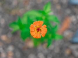 Einzelne orangefarbene Gerbera-Blume Fotoshooting geringe Schärfentiefe von oben im Garten der Bäume foto