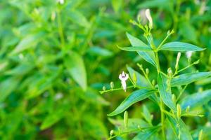 Andrographis Paniculata frische thailändische Kräutermedizin Kräuter organische Pflanzenblätter und Blüten, Nahaufnahme foto