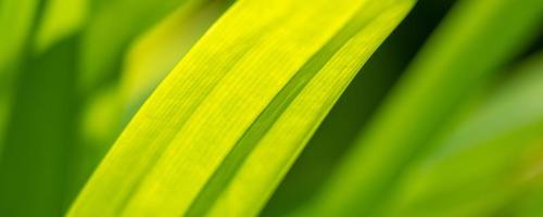 Pflanzen Sie grünes Blatt im Garten mit Bokeh-Hintergrund foto