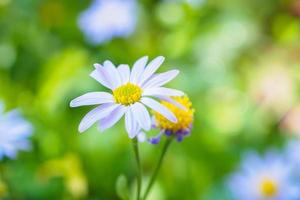 schöne blaue Blume hautnah im Garten foto