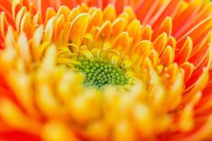 orangefarbene Gerbera-Blumen schließen abstrakten Hintergrund foto