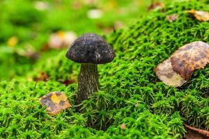 Essbarer kleiner Pilz mit brauner Kappe Penny Bun Leccinum im Moosherbstwaldhintergrund. Pilze in der Natur. Großer Pilz Makro Nahaufnahme. inspirierende natürliche sommer- oder herbstlandschaft foto