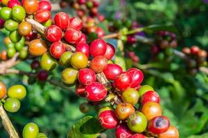 frische Kaffeebohnen auf Kaffeebaumzweigen foto