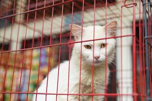 süßes Tier. Traditionelle Tierhandlung, entzückende weiße Katze im Metallkäfig foto