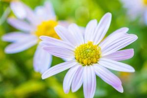 schöne blaue Blume hautnah im Garten foto